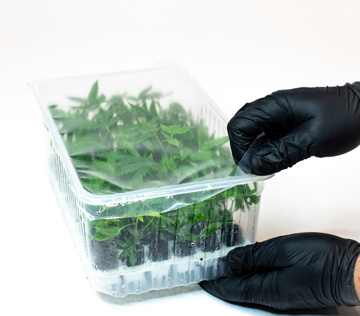 Conception Nurseries - Cannabis Clone Transplanting