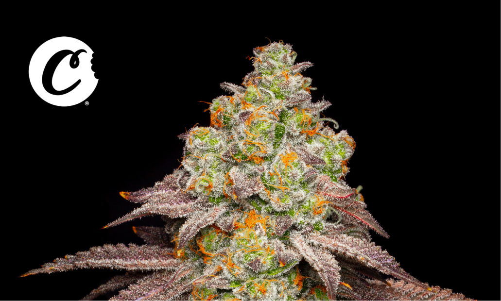 Cookies Exclusive Cannabis Genetics