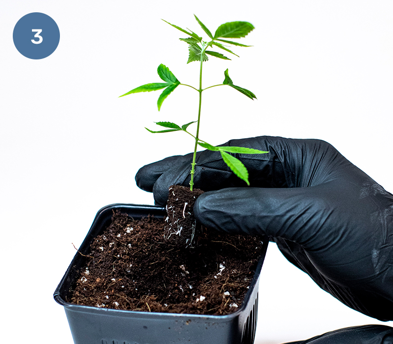 Place Rooting Cubes Below the Soil