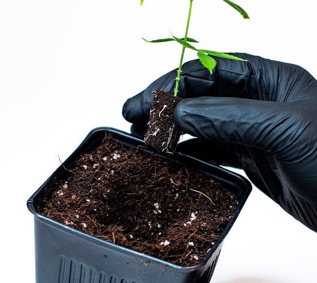 Place the rooting cube in the soil