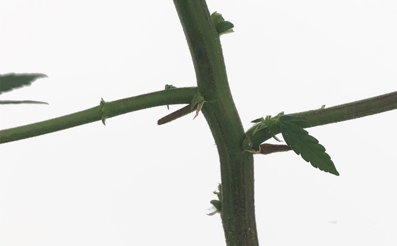 Cannabis Hop Latent Viroid Photo