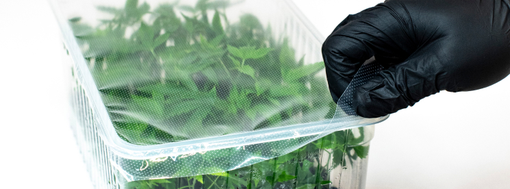 Conception Nurseries TrueClone™ Cannabis Plant Pack