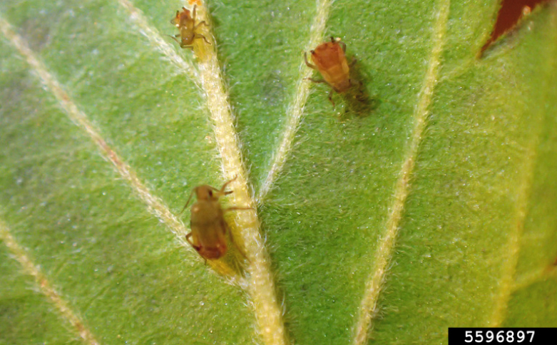 Rice Root Aphids