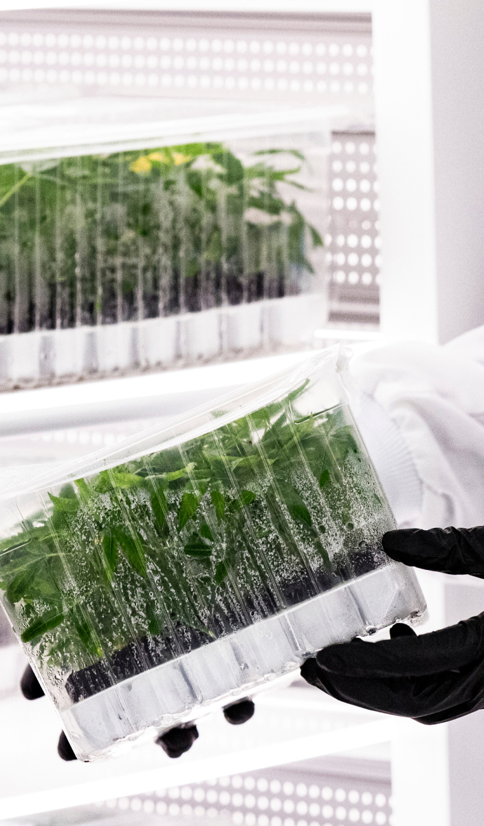 Conception Nurseries - Certified Cannabis TrueClones™