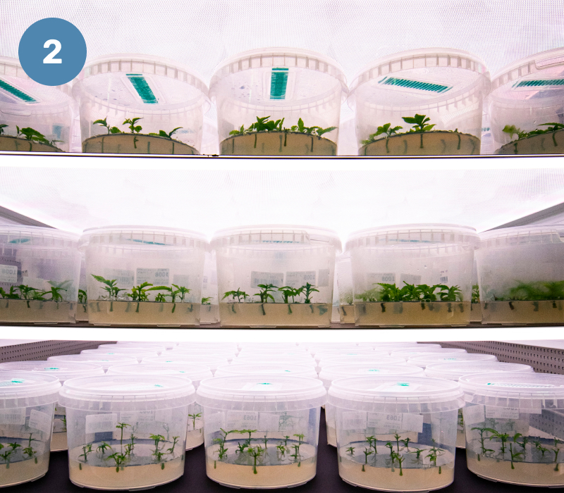 Conception Nurseries - Cannabis Clone Exclusive Production - Step 2
