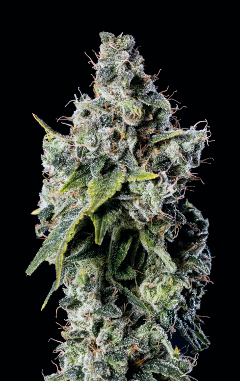 God's Breath Indica-Dominant Hybrid Strain