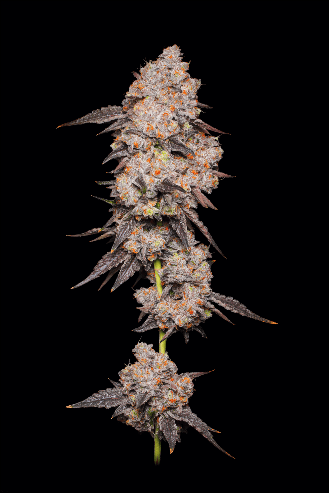 Gelatti Hybrid Strain