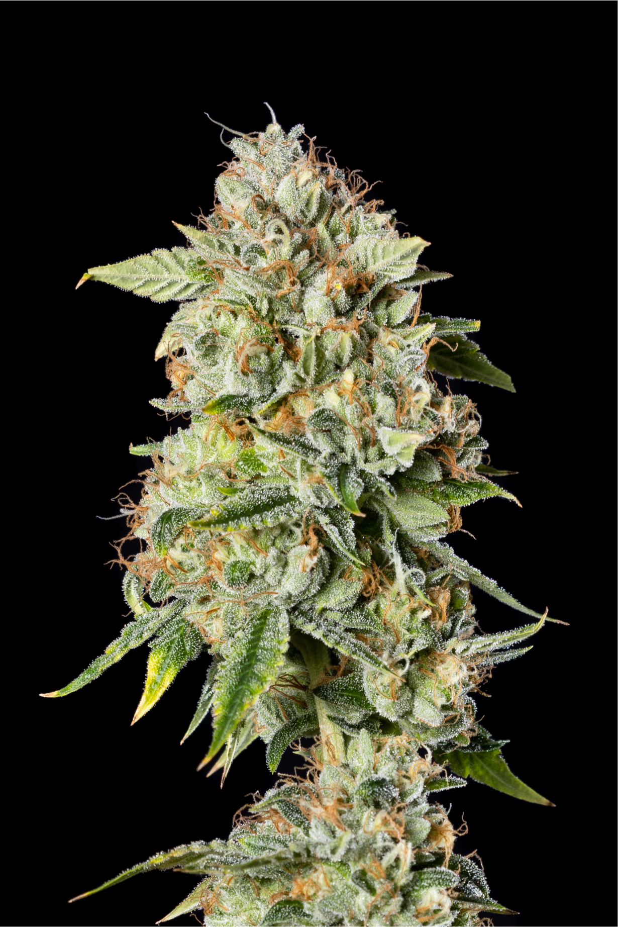 Jack Herer Cannabis Genetic