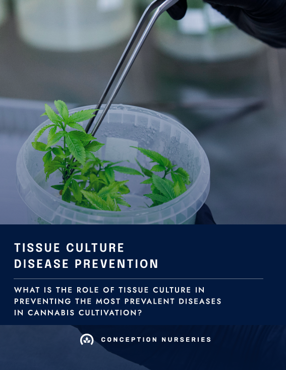 Tissue Culture Disease Prevention