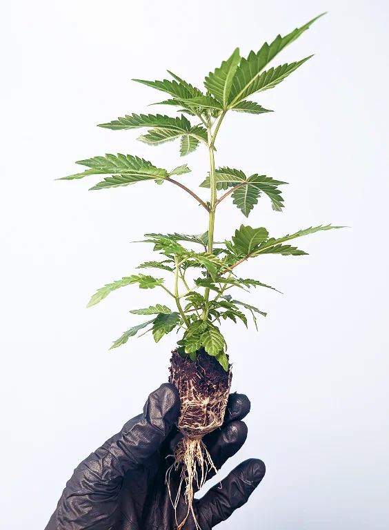 Conception Nurseries - Certified Cannabis TrueClones™