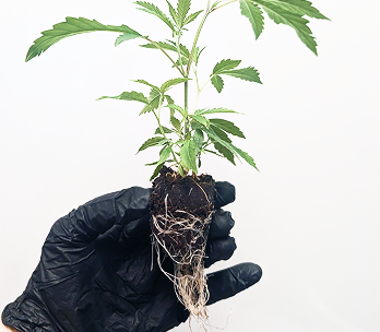 Conception Nurseries - Cannabis Clone Transplanting
