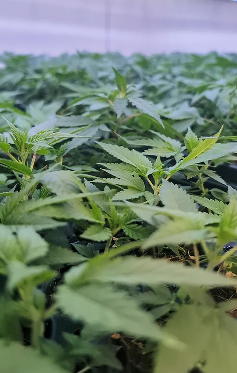 Conception Nurseries - Certified Cannabis TrueClones™