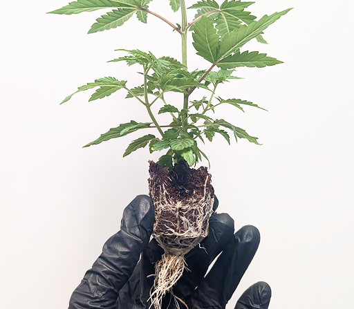 Conception Nurseries - Cannabis Clone Exclusive Production - Step 3