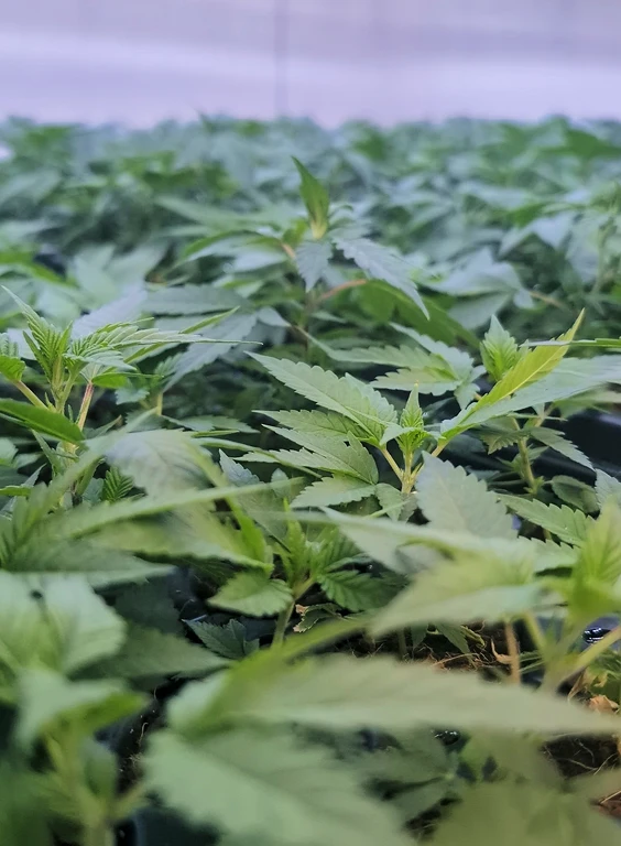 Conception Nurseries - Certified Cannabis TrueClones™